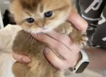 Monroe - Scottish Fold Cat For Sale - Houston, TX, US