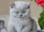 Zackary - British Shorthair Cat For Sale - Hollywood, FL, US