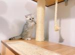 silver tabby - British Shorthair Cat For Sale - Staten Island, NY, US