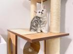 classic silver tabby - British Shorthair Cat For Sale - Staten Island, NY, US