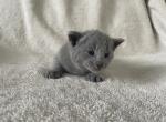 Russian blue male - Russian Blue Cat For Sale - Orlando, FL, US