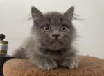 Scottish Fold with Straight ears - Scottish Fold Cat For Sale - Orlando, FL, US