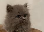 British female - British Shorthair Cat For Sale - Orlando, FL, US