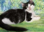 Solid Black Bicolor Male - Ragdoll Cat For Sale - Rising Sun, MD, US