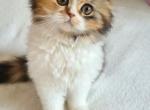 Jeneviewa - Scottish Fold Cat For Sale - Hollywood, FL, US