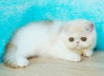 Esterhazy - Exotic Cat For Sale - Hollywood, FL, US