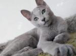 Evita - Russian Blue Cat For Sale - Miami, FL, US