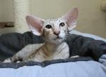 Forest - Oriental Cat For Sale - Pembroke Pines, FL, US