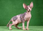 Mila Elf straight - Sphynx Cat For Sale - Norwalk, CT, US