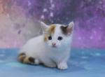 Felicita - Munchkin Cat For Sale - Hollywood, FL, US