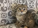 Scottish Fold Black Spotted female - Scottish Fold Cat For Sale - Odessa, FL, US