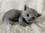 Russian blue male kitten - Russian Blue Cat For Sale - Orlando, FL, US