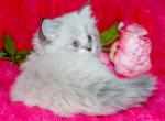 Minuet Lilac Female - Minuet Cat For Sale - IN, US