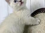 Rarity - Munchkin Cat For Sale - Joplin, MO, US