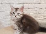 Balto - Maine Coon Cat For Sale - NY, US