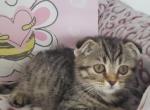 Laura - Scottish Fold Cat For Sale - Miami, FL, US