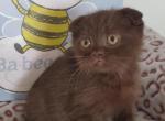 Choco - Scottish Fold Cat For Sale - Miami, FL, US