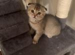 Sem - Scottish Fold Cat For Sale - Philadelphia, PA, US