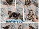 Boy highlander - Highlander Cat For Sale - Monroe, MI, US