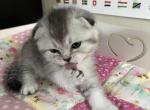 Dior Scottish fold male - Scottish Fold Cat For Sale - Sunnyvale, CA, US