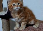 Baunty - Maine Coon Cat For Sale - New York, NY, US