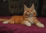 Quark - Maine Coon Cat For Sale - Norwalk, CT, US