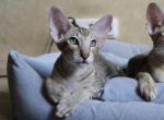 Fenix - Oriental Cat For Sale - Norwalk, CT, US