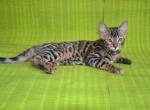 Camilla - Bengal Cat For Sale - Miami, FL, US