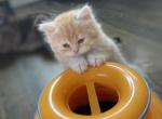 Scottish Kittens - Scottish Straight Cat For Sale - Sunnyvale, CA, US