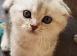 Nadin - Scottish Fold Cat For Sale - Brooklyn, NY, US