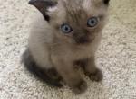 SOLD OUT Ready Jan 22 - Burmese Cat For Sale - Dallas, TX, US