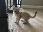 Chanel seal mink - Bengal Cat For Sale - Morgantown, IN, US