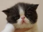 Exotic Shorthair - Exotic Cat For Sale - Cumming, GA, US