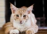 UA Mazurka Noon Silver coat - Maine Coon Cat For Sale - Brooklyn, NY, US