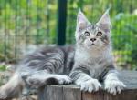 Gawanna - Maine Coon Cat For Sale - Norwalk, CT, US