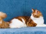 UA Mazurka Enjoy - Maine Coon Cat For Sale - Brooklyn, NY, US