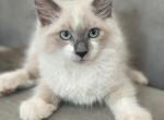 Reserved for Maria - Ragdoll Cat For Sale - Mount Vernon, WA, US