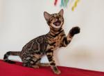 Klara - Bengal Cat For Sale - Miami, FL, US