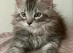 Bongo Reserved - Maine Coon Cat For Sale - NY, US