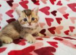 Leo - Scottish Straight Cat For Sale - Miami, FL, US