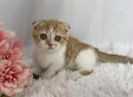 Ginger - Munchkin Cat For Sale - Ava, MO, US