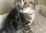 Brown marble - Scottish Fold Cat For Sale - Houston, TX, US