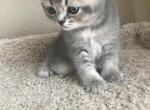 Gray creamy boy - Scottish Straight Cat For Sale - Houston, TX, US