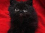 Small black Bianca x Bo Jangles - Persian Cat For Sale - Cedar Rapids, IA, US