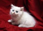 White with blue eyes Bianca x Bo Jangles - Persian Cat For Sale - Cedar Rapids, IA, US