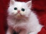 White with subtle dots on head Bianca x Bo Jangles - Persian Cat For Sale - Cedar Rapids, IA, US