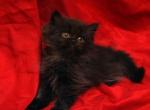 Big Black Bianca x Bo Jangles - Persian Cat For Sale - Cedar Rapids, IA, US