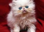 Small White with blue eyes Flamicee x Holy Grail - Persian Cat For Sale - Cedar Rapids, IA, US