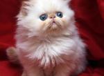 Flame Point Flamicee x Holy Grail - Persian Cat For Sale - Cedar Rapids, IA, US