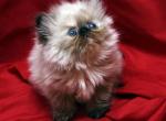 Seal Point by Flamicee x Holy Grail - Himalayan Cat For Sale - Cedar Rapids, IA, US